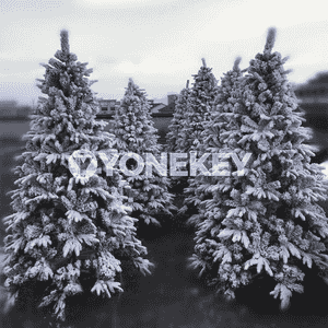 Täze ýyl bezegi üçin arça