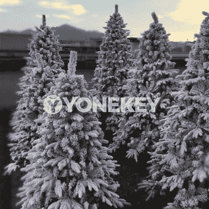 Täze ýyl bezegi üçin arça